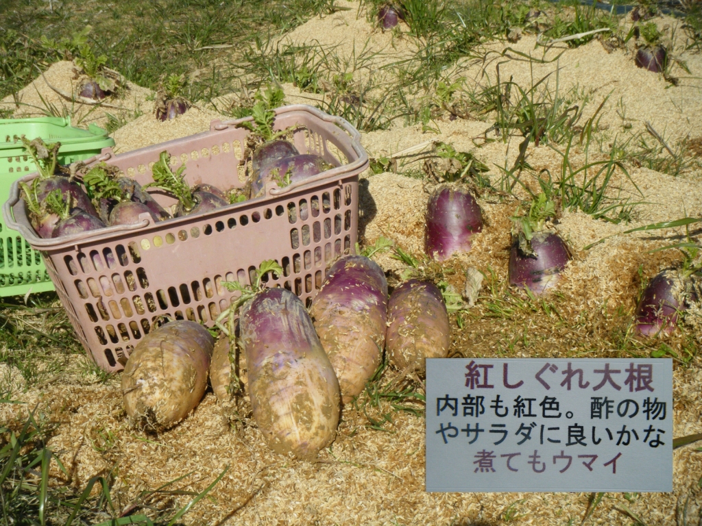 紅しぐれ大根